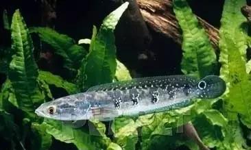 雷龙鱼能长多大