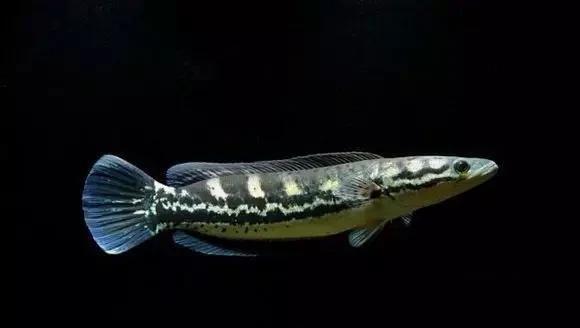 雷龙鱼能长多大