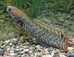 雷龙鱼能长多大