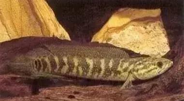 雷龙鱼能长多大