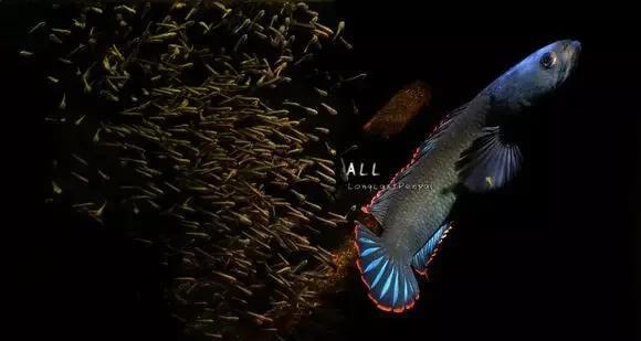 雷龙鱼能长多大