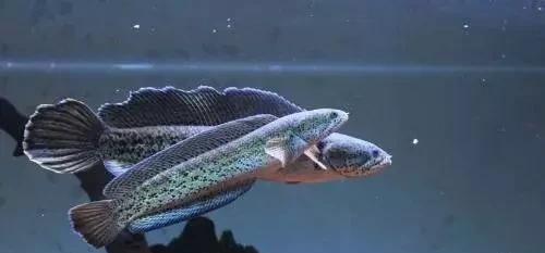 雷龙鱼能长多大