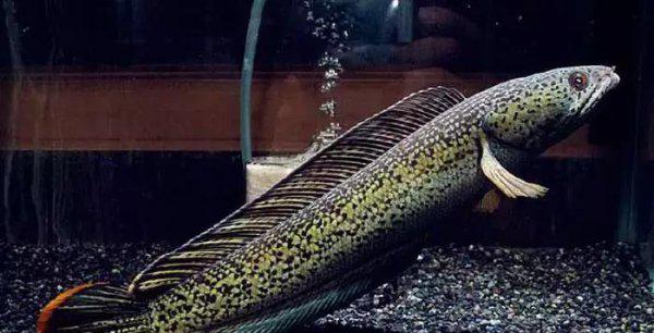 雷龙鱼能长多大