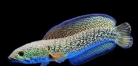 雷龙鱼能长多大