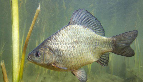 窝料配方大全鲫鱼怎么来的快