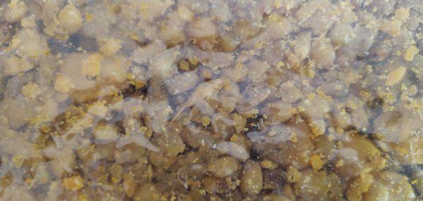 窝料配方大全鲫鱼怎么来的快