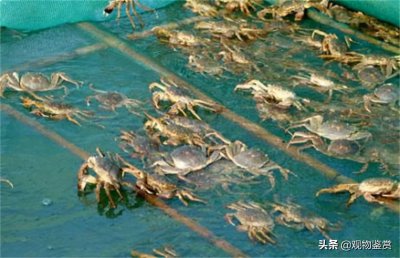 河蟹吃什么东西在家养 冬天在家里怎么养螃蟹才能养活