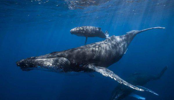 鲸鱼的寿命有多长