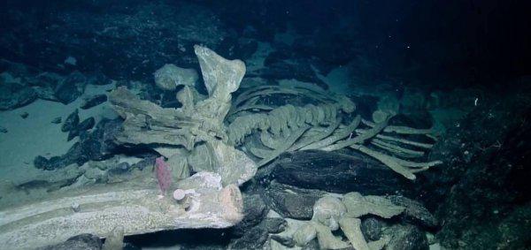 鲸鱼的寿命有多长