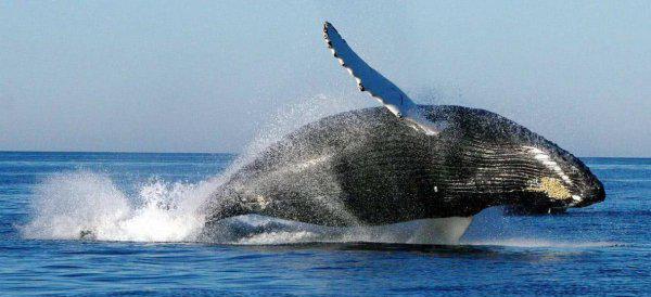 鲸鱼的寿命有多长