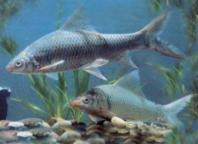 鲮鱼是什么鱼别称有哪些 关于鲮鱼的生长习性介绍