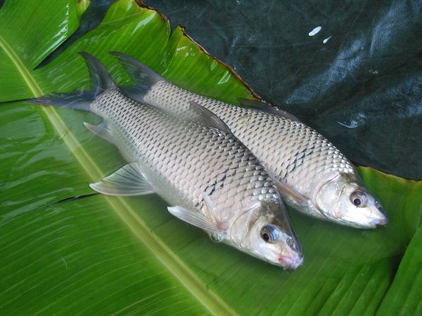 鲮鱼是什么鱼别称有哪些