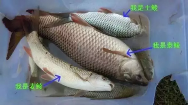 鲮鱼是什么鱼别称有哪些