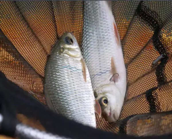 鲮鱼是什么鱼别称有哪些