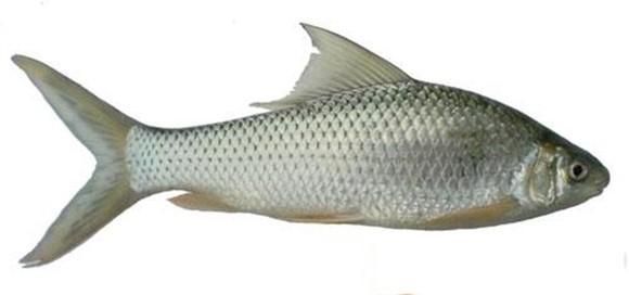 鲮鱼是什么鱼别称有哪些