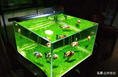 鱼缸里面长绿苔怎么样防治处理 鱼缸长绿藻怎么办