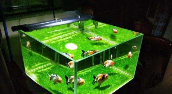 鱼缸里面长绿苔怎么样防治处理