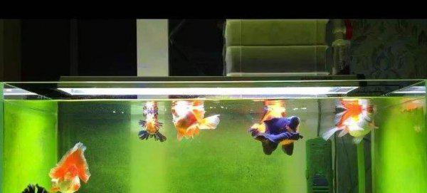 鱼缸里面长绿苔怎么样防治处理