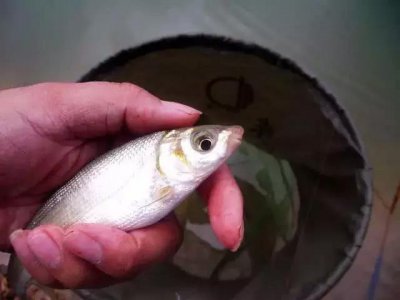 黄尾鱼怎么钓好钓 水库里钓黄尾有什么技巧和方法