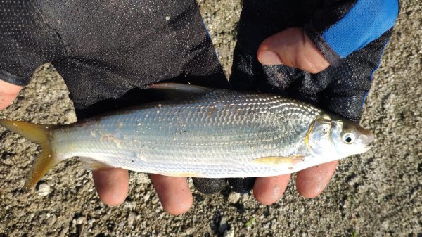 黄尾鱼怎么钓好钓