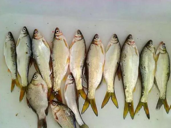 黄尾鱼怎么钓好钓