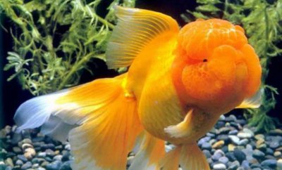 狮子头金鱼的来历 狮子头金鱼有什么历史是怎么来的