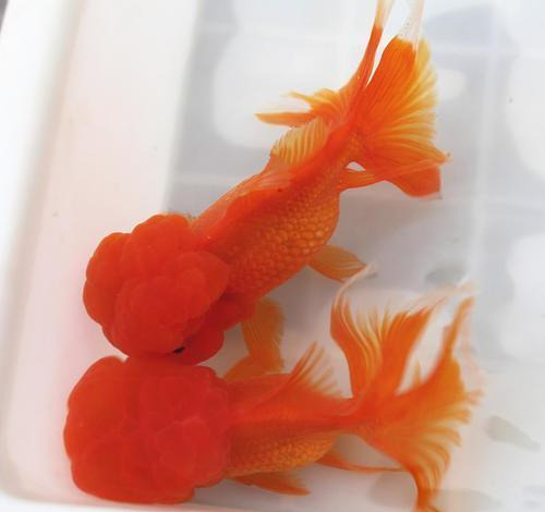 狮子头金鱼的来历