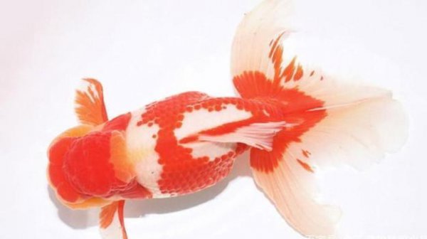 狮子头金鱼的来历