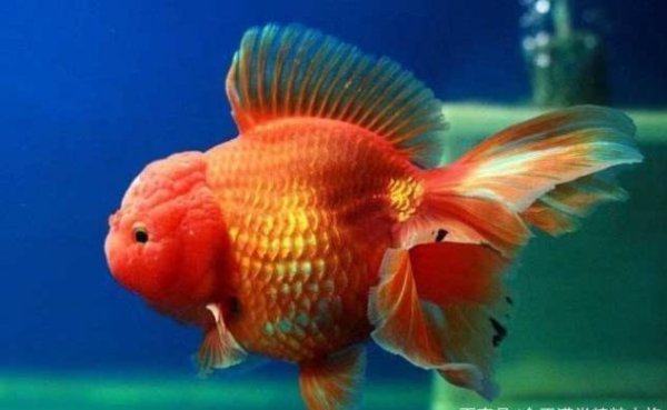 狮子头金鱼的来历