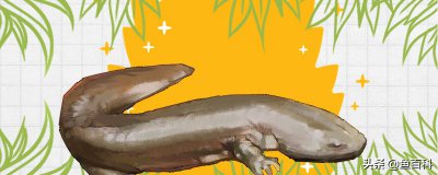 娃娃鱼是两栖动物吗为什么 娃娃鱼是什么种类的动物