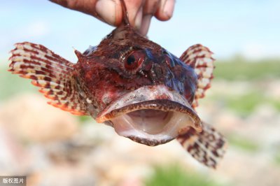 安康鱼哪里有毒可以食用吗 安康鱼为什么这么便宜