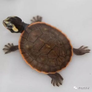 乌龟有记忆和感情吗 龟到底能不能记住自己的主人