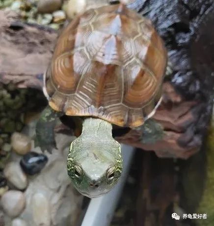 乌龟有记忆和感情吗