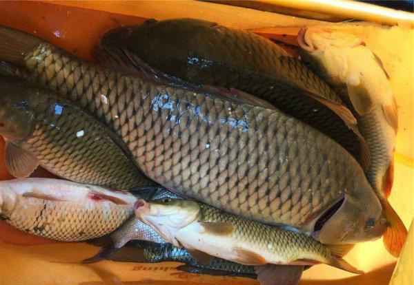 什么叫野钓什么叫黑坑