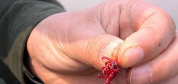 红虫是什么的幼虫