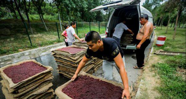 红虫是什么的幼虫