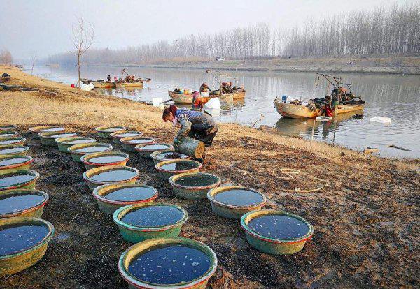 红虫是什么的幼虫