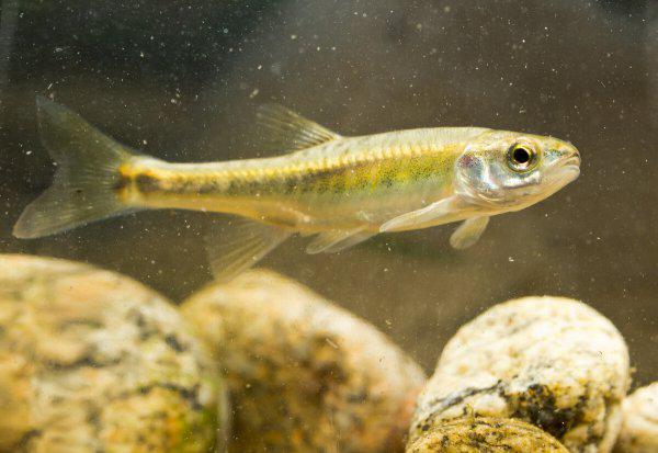 红虫是什么的幼虫