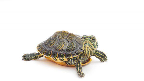 5元小乌龟吃什么食物长大