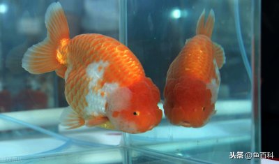 夏天钓鲫鱼用什么饵料最好 夏季用什么钓鲫鱼最好