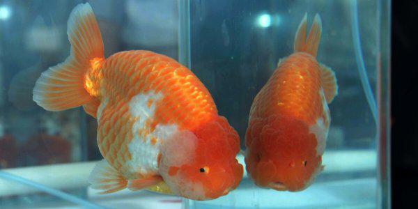 夏天钓鲫鱼用什么饵料最好