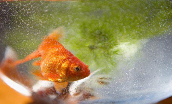 夏天钓鲫鱼用什么饵料最好