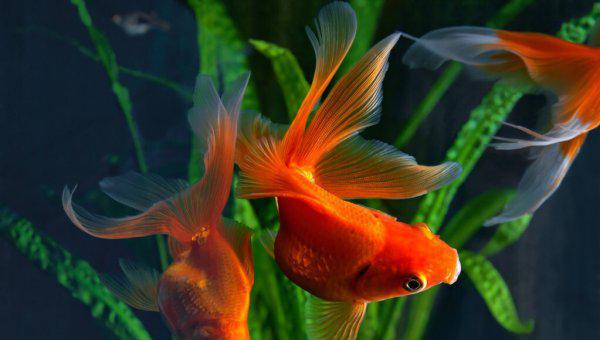 夏天钓鲫鱼用什么饵料最好