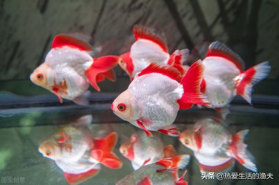 小金鱼几天换一次水 家里养的小金鱼多久换一次水