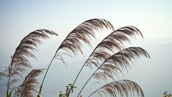 背井离乡的井字是什么意思