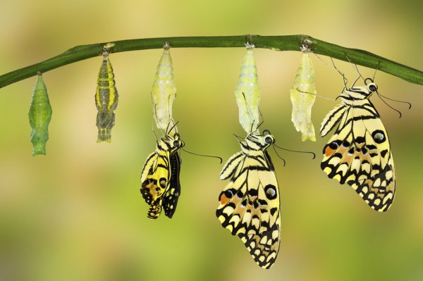 毛毛虫变蝴蝶的过程