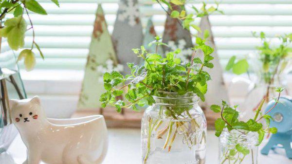 水培植物有哪些