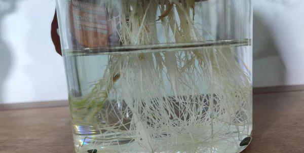 水培植物有哪些