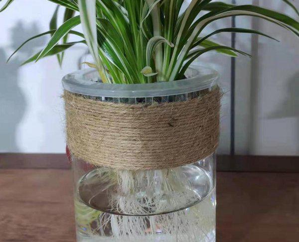 水培植物有哪些