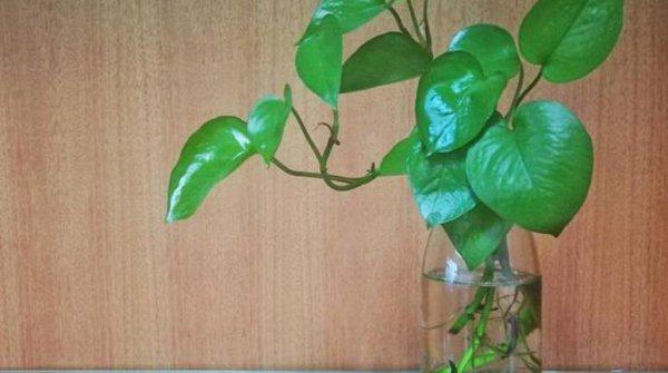 水培植物有哪些